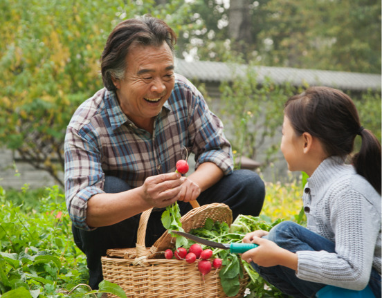 an elderly man picks radishes in a garden with his grandaughter